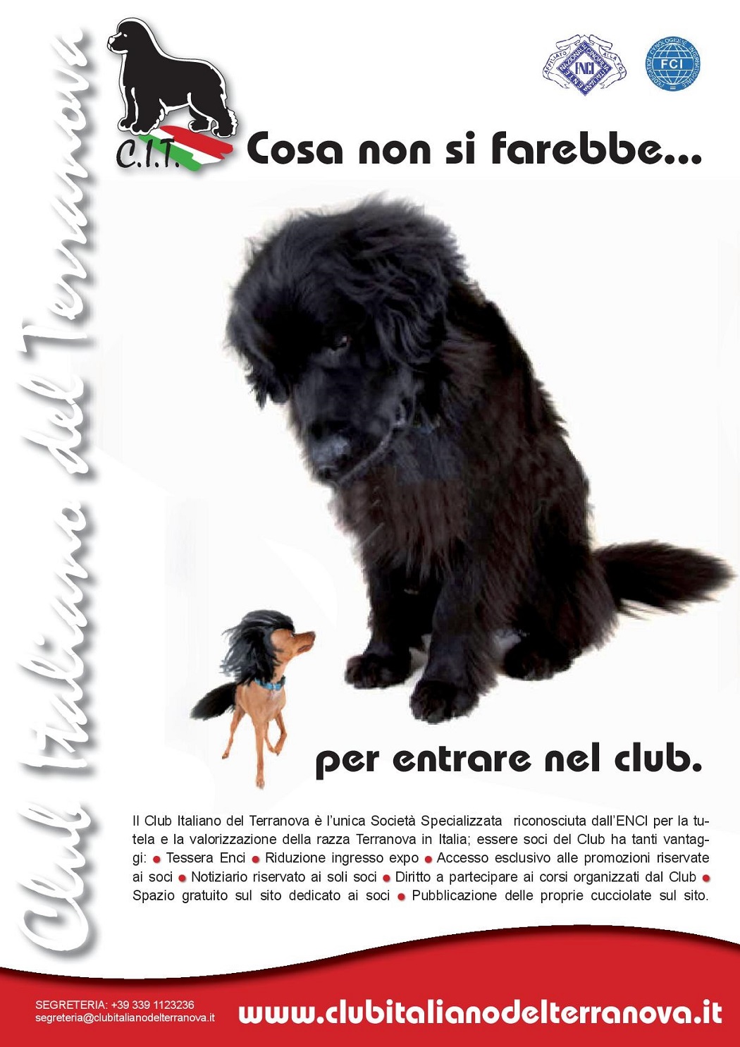 Locandina associativa Club Italiano del Terranova